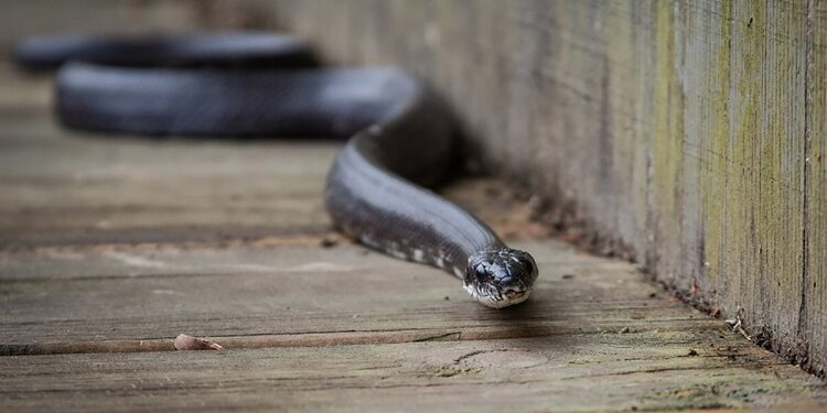 Quel animal fait fuir les serpents ?