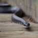 Quel animal fait fuir les serpents ?