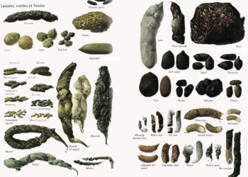 Quel animal fait sa crotte dans un trou ?