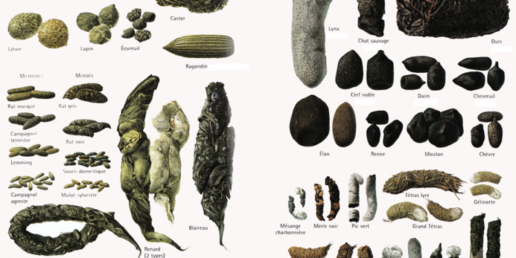 Quel animal fait sa crotte dans un trou ?