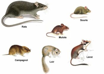 Quel animal gratte dans les combles ?