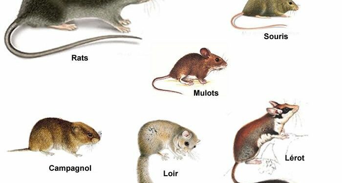 Quel animal gratte dans les combles ?