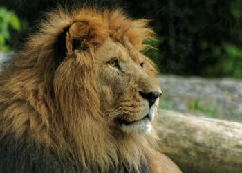 Quel animal le lion a peur ?