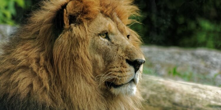 Quel animal le lion a peur ?