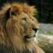 Quel animal le lion a peur ?