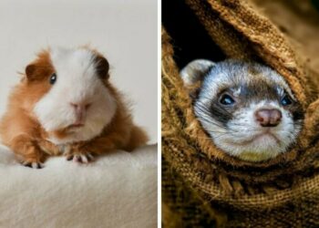 Quel animal le plus affectueux ?