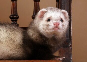 Quel animal le plus affectueux ?