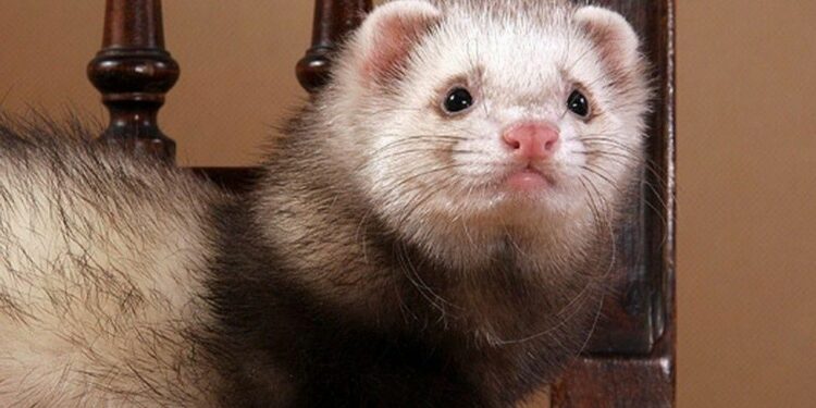 Quel animal le plus affectueux ?