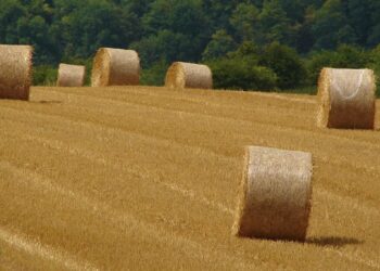 Quel animal mange de la paille ?