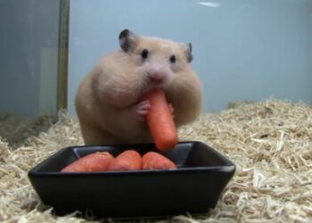 Quel animal mange les bébé ?