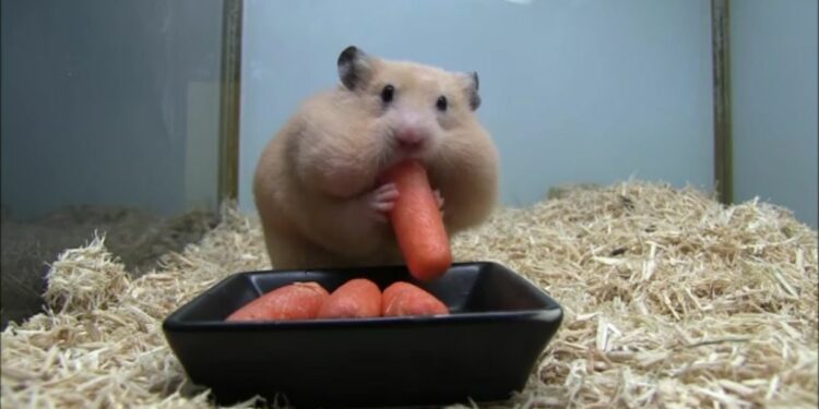 Quel animal mange les bébé ?