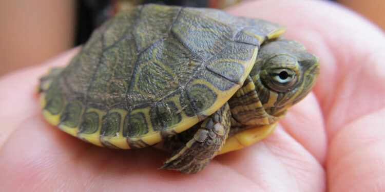 Quel animal mettre avec une tortue d'eau ?