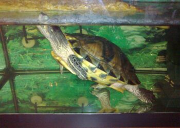 Quel animal mettre avec une tortue d'eau ?