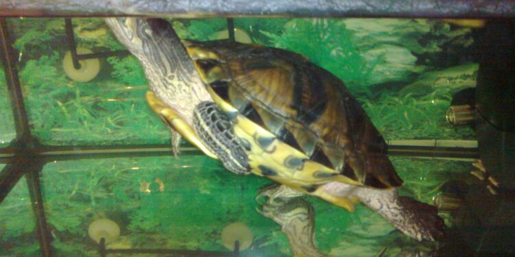 Quel animal mettre avec une tortue d'eau ?