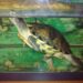 Quel animal mettre avec une tortue d'eau ?