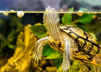 Quel animal mettre avec une tortue d'eau ?