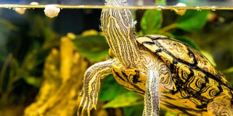 Quel animal mettre avec une tortue d'eau ?