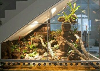 Quel animal mettre dans un terrarium tropical ?