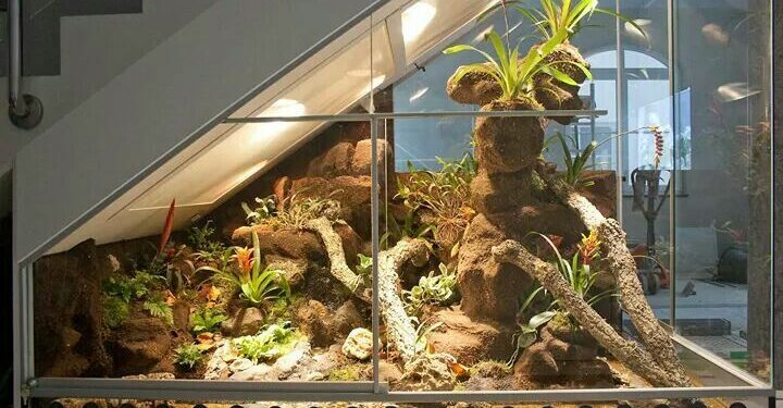 Quel animal mettre dans un terrarium tropical ?