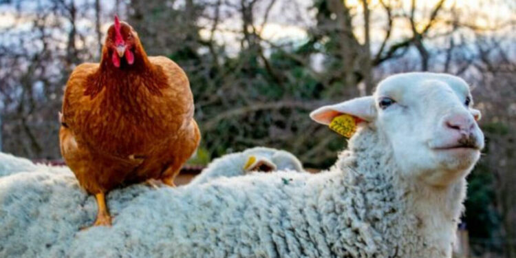 Quel animal ne mange que la tête des poules ?