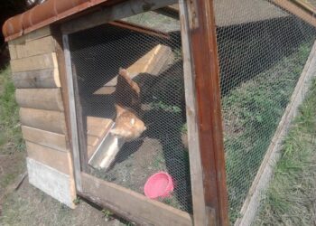 Quel animal ne mange que la tête des poules ?