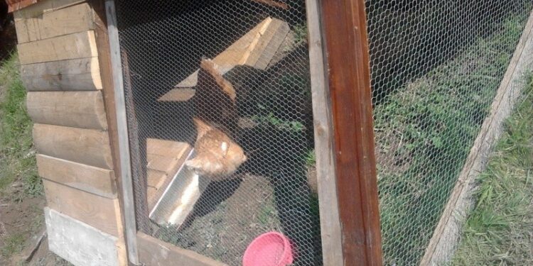 Quel animal ne mange que la tête des poules ?