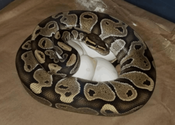 Quel animal ne pond pas d'œuf et N'accouche pas ?