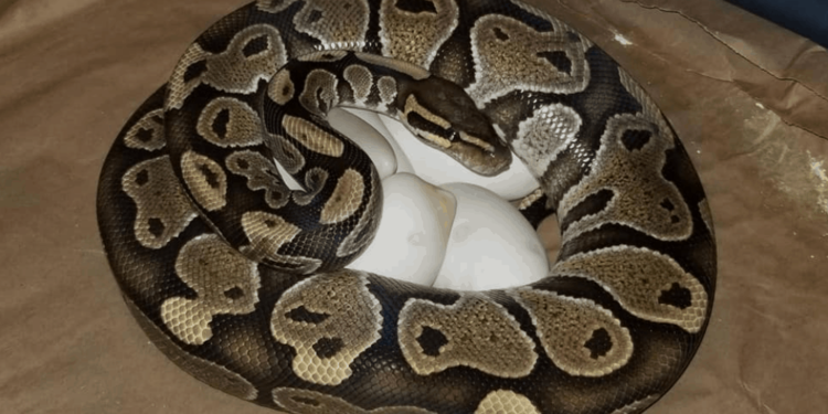 Quel animal ne pond pas d'œuf et N'accouche pas ?