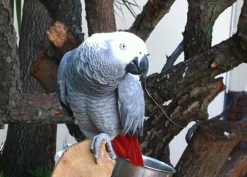 Quel animal parle beaucoup ?