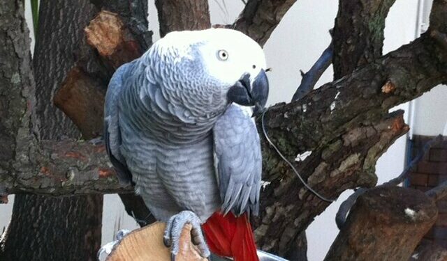 Quel animal parle beaucoup ?