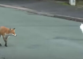 Quel animal peut attaquer un chat la nuit ?