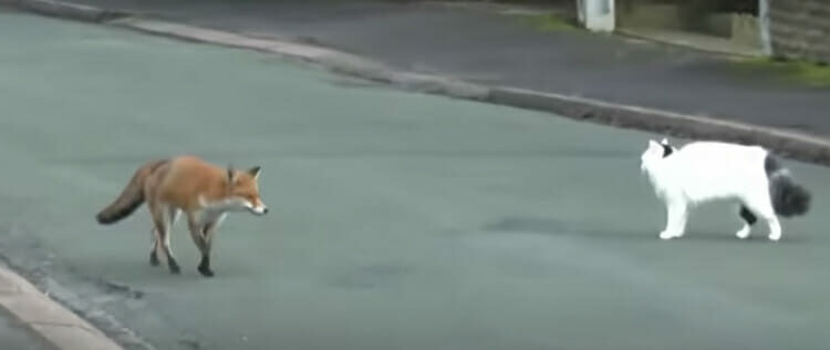 Quel animal peut attaquer un chat la nuit ?