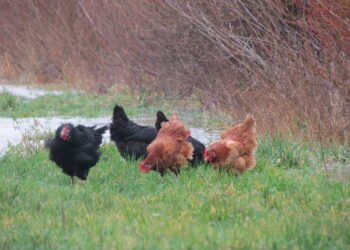 Quel animal peut faire fuir les rats ?