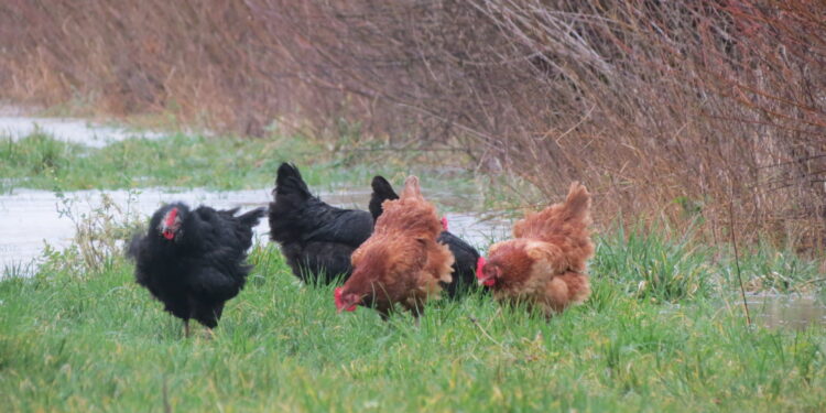 Quel animal peut faire fuir les rats ?