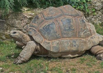 Quel animal peut vivre 300 ans ?