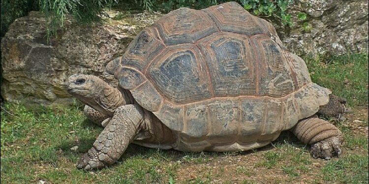 Quel animal peut vivre 300 ans ?