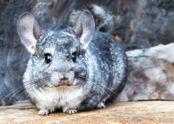 Quel animal peut vivre avec un chinchilla ?