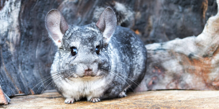 Quel animal peut vivre avec un chinchilla ?