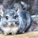 Quel animal peut vivre avec un chinchilla ?