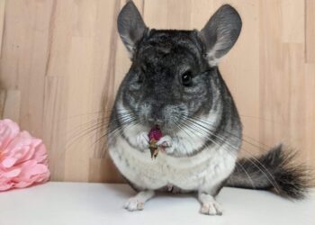Quel animal peut vivre avec un chinchilla ?