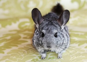 Quel animal peut vivre avec un chinchilla ?