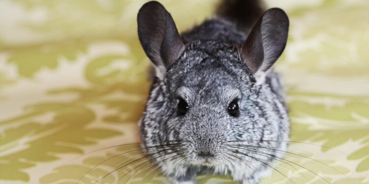 Quel animal peut vivre avec un chinchilla ?