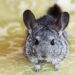 Quel animal peut vivre avec un chinchilla ?