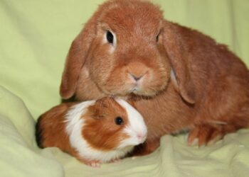 Quel animal peut vivre avec un lapin ?