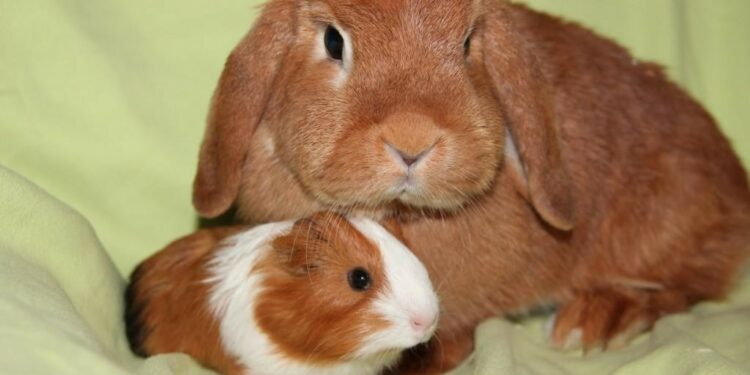 Quel animal peut vivre avec un lapin ?