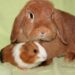 Quel animal peut vivre avec un lapin ?