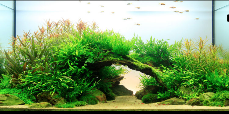 Quel animal peut vivre dans un aquarium ?