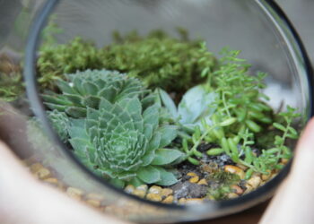 Quel animal peut vivre dans un terrarium ?