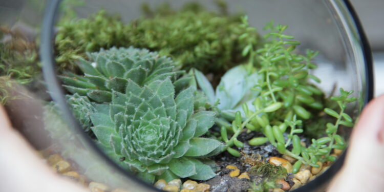 Quel animal peut vivre dans un terrarium ?