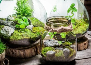 Quel animal peut vivre dans un terrarium ?